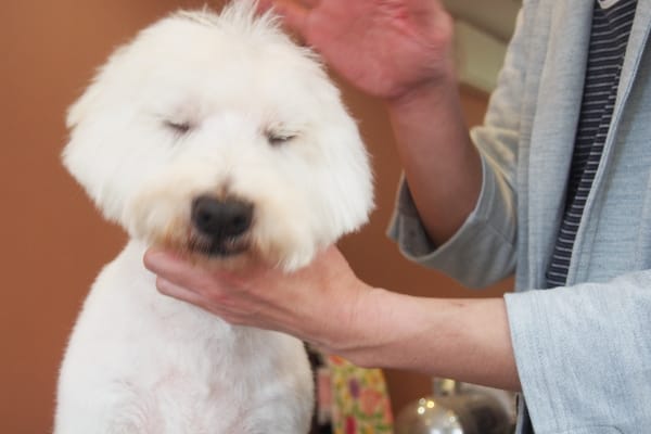 飼い主様とわんちゃんが安心してするサロンを目指して